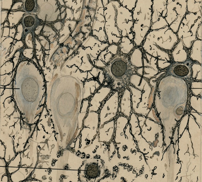 Ramón y Cajal y sus ilustraciones sobre el funcionamiento del cerebro