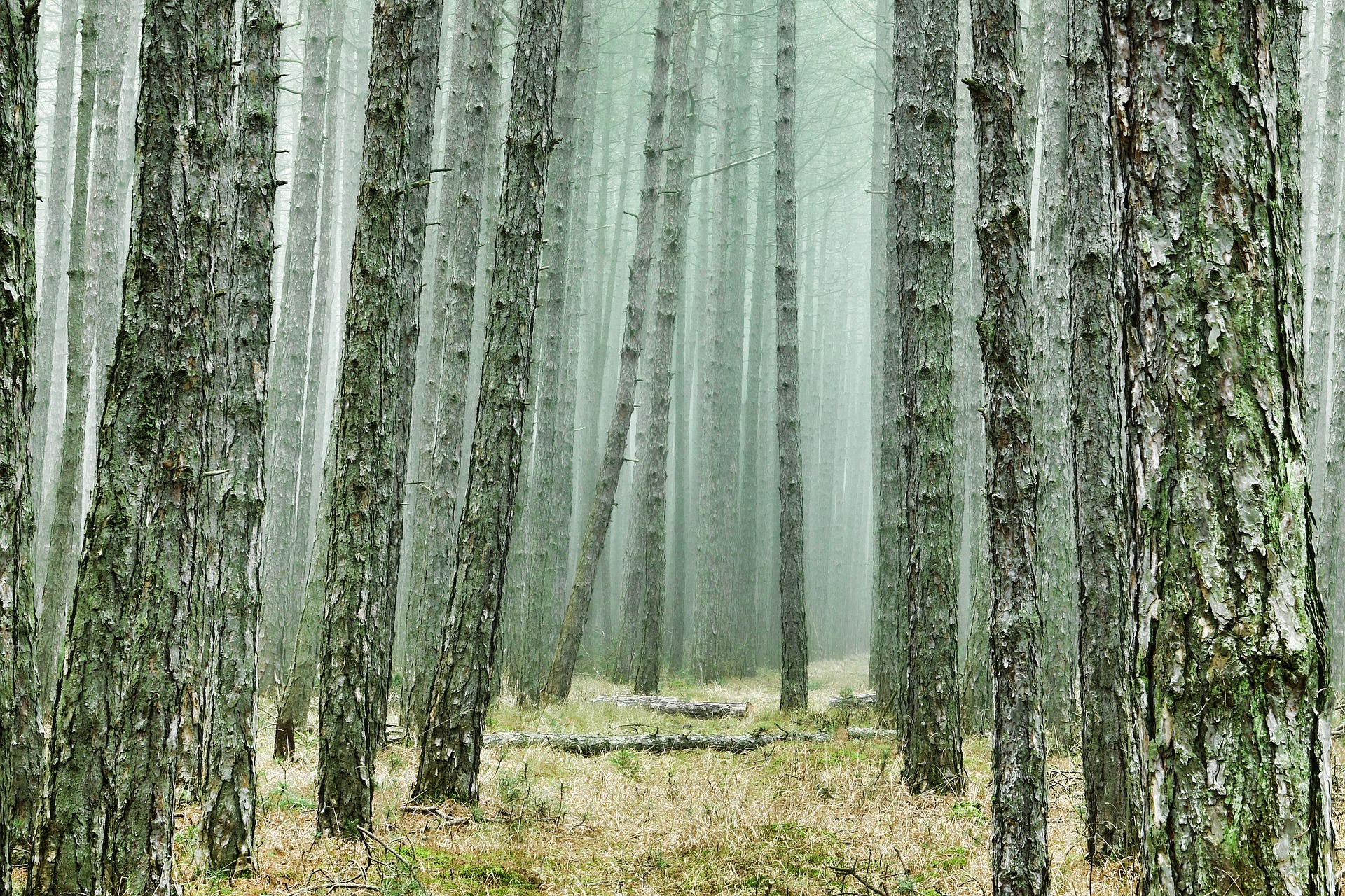 La vida social en el bosque: los árboles se comunican y se ayudan unos a  otros –