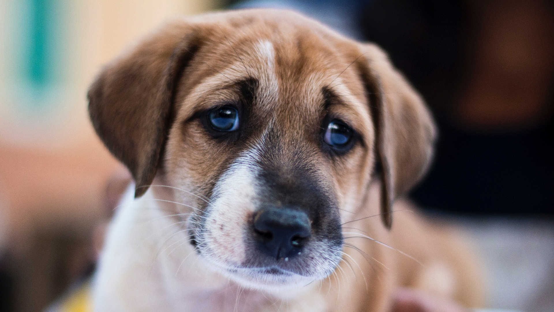 Cara de pena de los perros: una creación de los humanos –