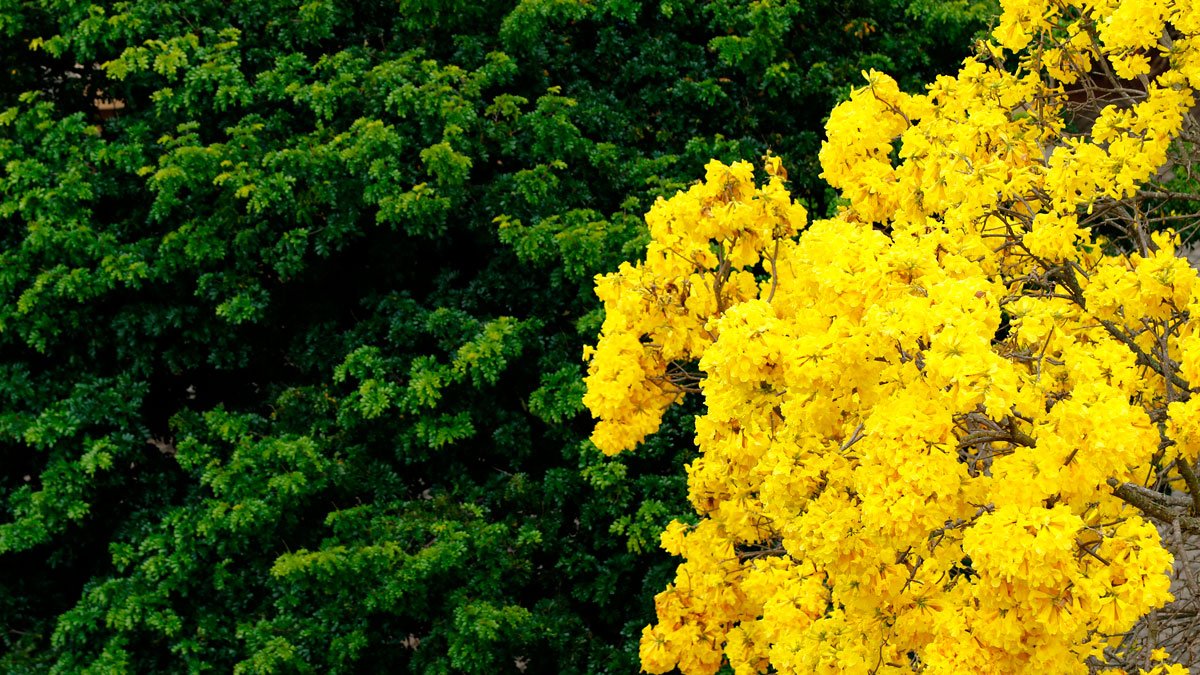 image title thumb image