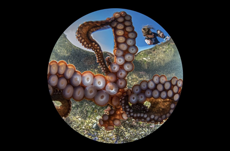 bailoteable despedida pulpo