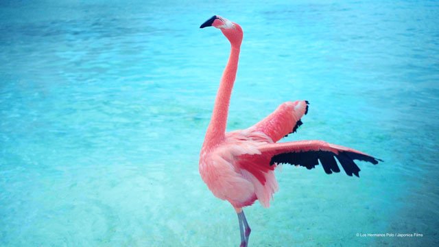 pink flamingo