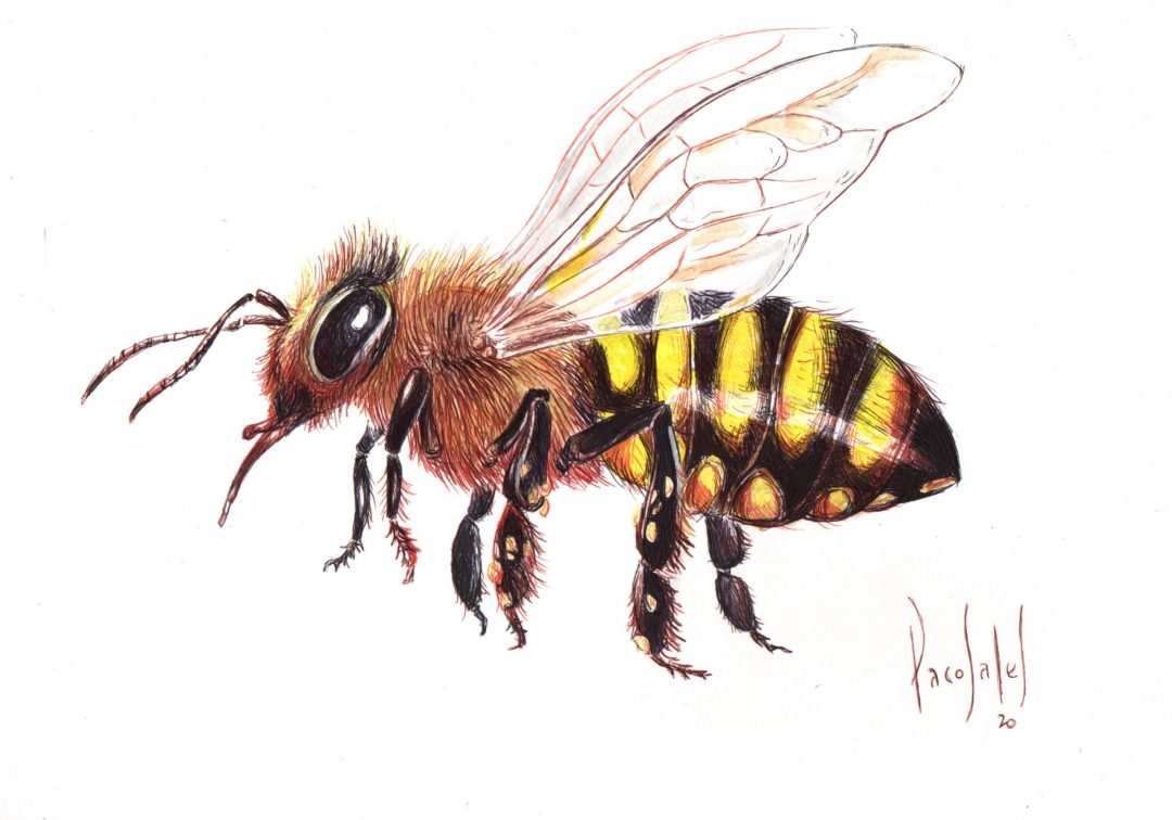 Natura Godella, al rescate del patrimonio natural de Valencia