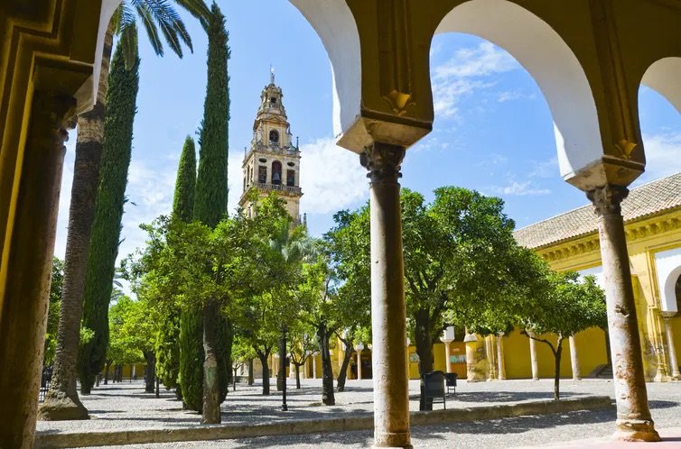Los árboles de las ciudades, algo más que testigos silenciosos de la vida urbana
