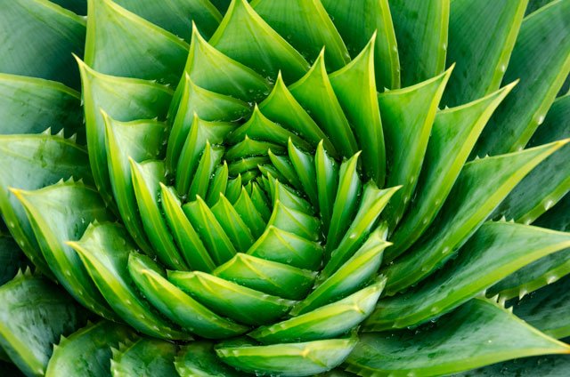 verde en refranes