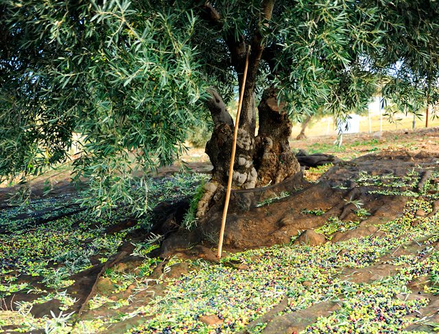Apadrina un olivo